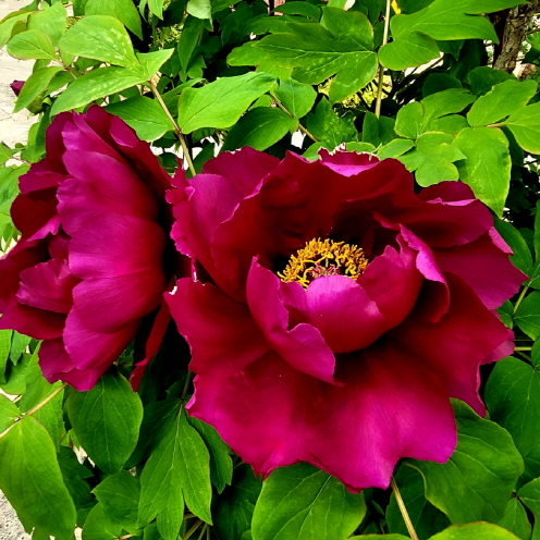 1ff5d7b88b87206fa5aab0a048249256_1651411756_1797.jpg